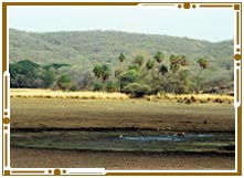 Desert National Park Jaisalmer